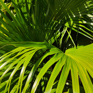 三黑战斗刘玥闺蜜哪里看
